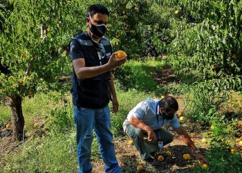 Tras sistema frontal del fin de semana INDAP evalúa daños a cultivos de agricultores de la Región de Valparaíso