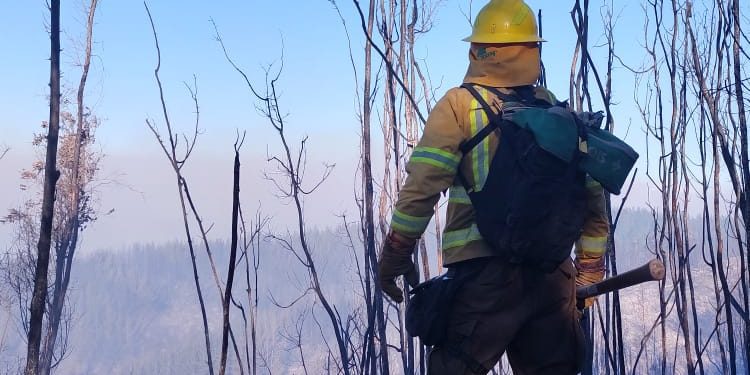 En su día: Conaf resalta labor de más de 400 brigadistas que luchan contra el fuego en la Región de Valparaíso