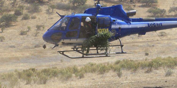 Más de 13 mil millones de pesos en plantas de marihuana fueron incautadas en La Ligua y Los Vilos