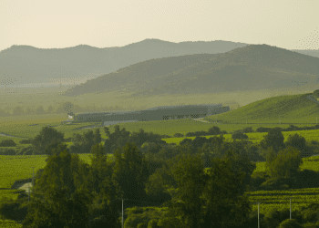 Vendimia 2021: lluvias de verano disminuyen producción, pero temporada más fría mejora calidad de la uva
