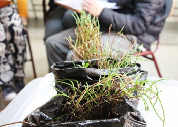 Puchuncaví: estudio confirma que planta descontamina suelos con metales pesados como plomo o arsénico