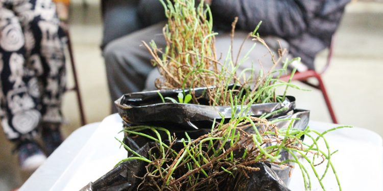 Puchuncaví: estudio confirma que planta descontamina suelos con metales pesados como plomo o arsénico