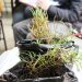 Puchuncaví: estudio confirma que planta descontamina suelos con metales pesados como plomo o arsénico