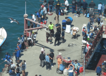 En Valparaíso potencian la pesca sustentable e invitan a pescadoras y pescadores artesanales a ser parte de portal Caleta en Línea