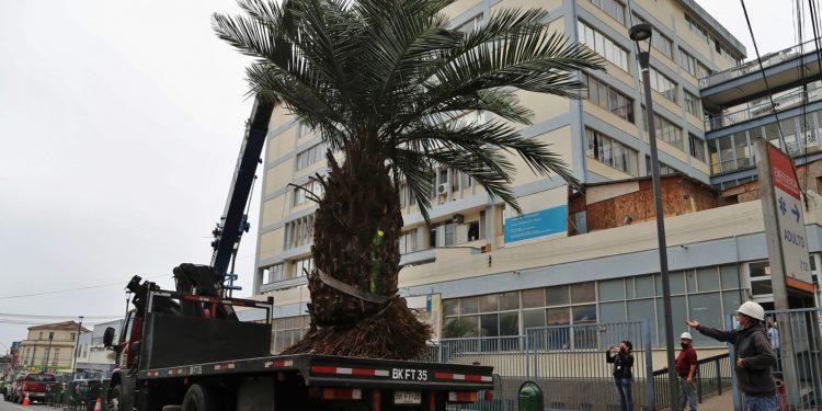 Con éxito finaliza trasplante de palmas chilenas del Hospital Van Buren de Valparaíso a la Reserva Lago Peñuelas