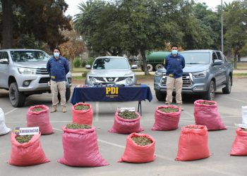 Operación Kentucky: 10 detenidos tras sorprender plantaciones de cannabis a gran escala en La Ligua