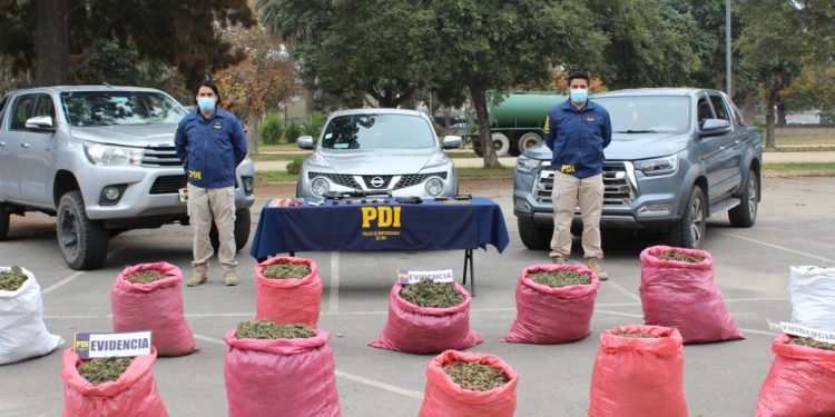 Operación Kentucky: 10 detenidos tras sorprender plantaciones de cannabis a gran escala en La Ligua