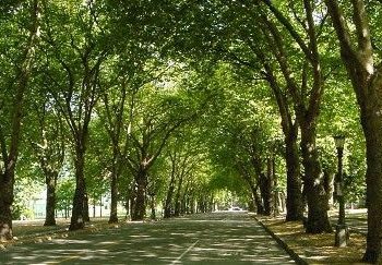 Senadora Allende enfatiza que el arbolado urbano garantiza el desarrollo de ciudades verdes y sostenibles