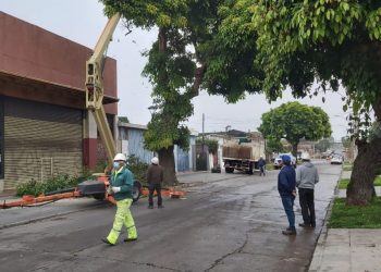 Municipalidad de San Antonio desarrolla ordenamiento del arbolado urbano de la comuna