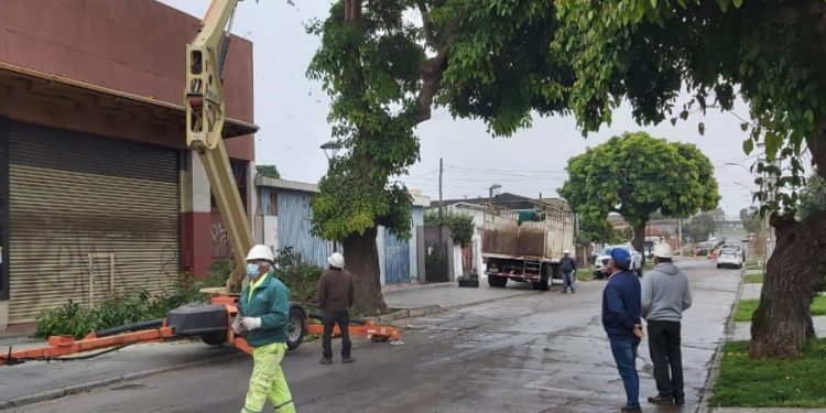 Municipalidad de San Antonio desarrolla ordenamiento del arbolado urbano de la comuna