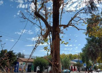 Municipalidad de San Felipe realiza tala preventiva de árboles en diferentes puntos de la comuna