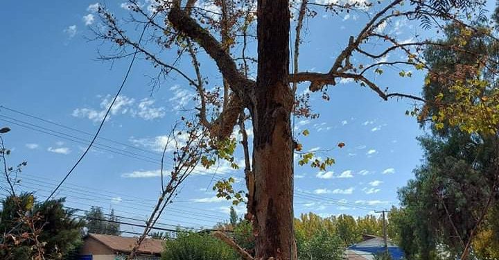 Municipalidad de San Felipe realiza tala preventiva de árboles en diferentes puntos de la comuna