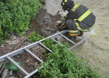 Perro muere tras ser apuñalado en La Calera y municipio anuncia querella criminal