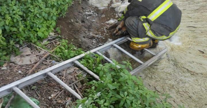 Perro muere tras ser apuñalado en La Calera y municipio anuncia querella criminal