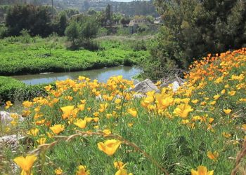Proponen proteger el Estero Marga Marga declarándolo Santuario o Humedal Urbano