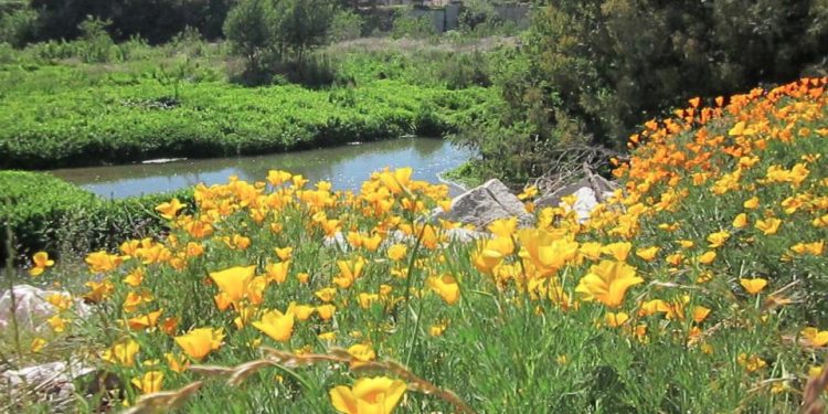 Proponen proteger el Estero Marga Marga declarándolo Santuario o Humedal Urbano