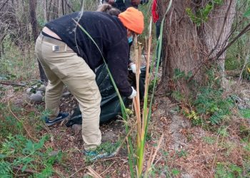 Municipalidad de Quillota denunció ante la Fiscalía brutal caso de maltrato contra un perro