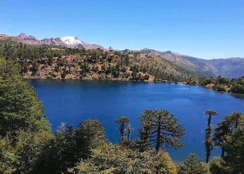 Trabajo de docente UPLA documentará cómo el pueblo mapuche-pehuenche recolecta el piñón