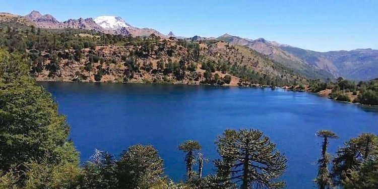 Trabajo de docente UPLA documentará cómo el pueblo mapuche-pehuenche recolecta el piñón