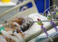 Crisis sanitaria en Uruguay por COVID-19: 80% de los pacientes con respirador muere