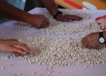 La Ligua: Siembra Popular continúa con arduo trabajo de limpieza y separación de porotos granados para entregar a la comunidad