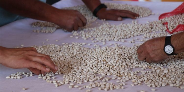 La Ligua: Siembra Popular continúa con arduo trabajo de limpieza y separación de porotos granados para entregar a la comunidad