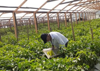 En Quillota, agricultores forman cooperativa y conquistan nuevos mercados