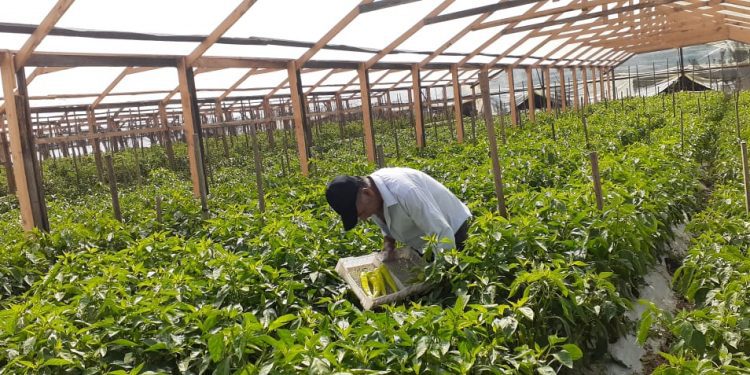 En Quillota, agricultores forman cooperativa y conquistan nuevos mercados