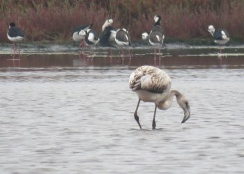 63 especies de aves han sido registradas este año en Reserva El Yali de Santo Domingo