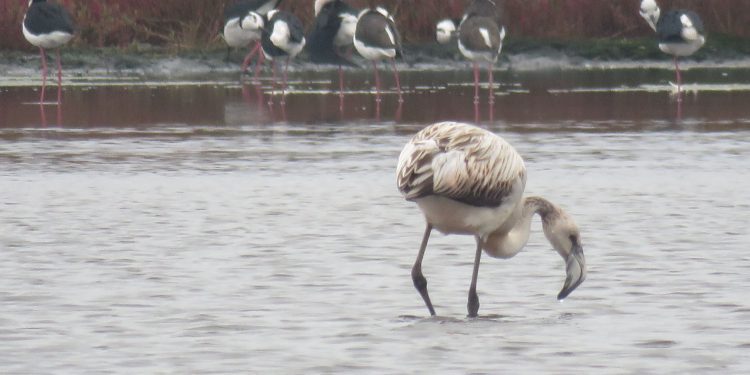 63 especies de aves han sido registradas este año en Reserva El Yali de Santo Domingo