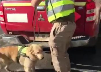 En El Melón can «Ginger» del Emblema Verde saca de circulación ocho kilos de marihuana