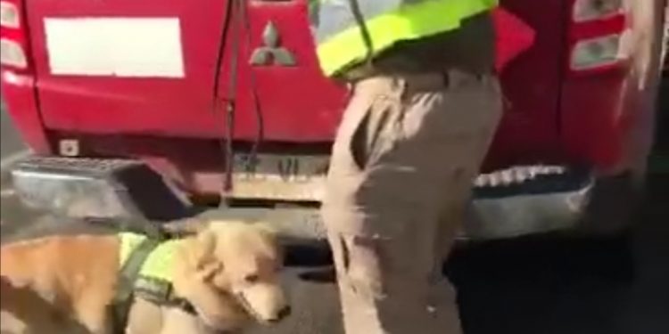 En El Melón can «Ginger» del Emblema Verde saca de circulación ocho kilos de marihuana