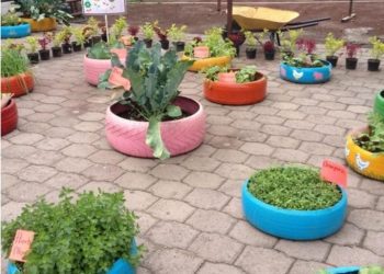 Viña del Mar: uso de “huertos familiares” es promovido por Escuela Popular de Artes de Achupallas