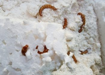 Investigación usará larvas y plumavit para determinar posibilidad de obtener biodiesel