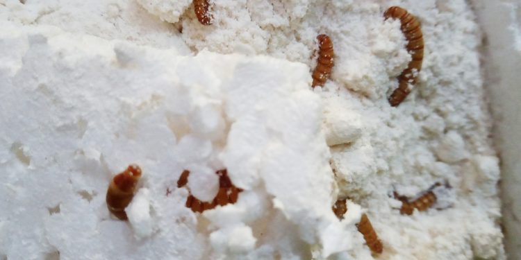 Investigación usará larvas y plumavit para determinar posibilidad de obtener biodiesel