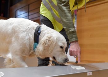 Con una precisión del 94% perros biodetectores logran identificar el COVID-19