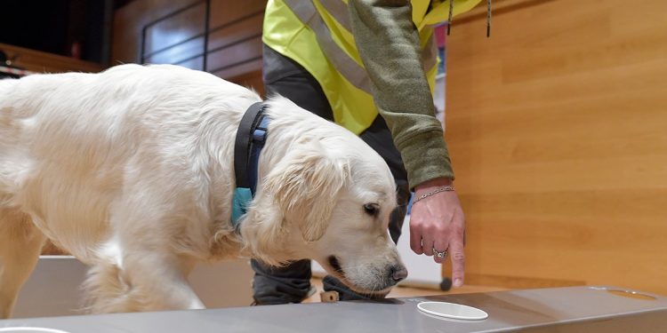 Con una precisión del 94% perros biodetectores logran identificar el COVID-19