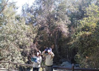 Conaf reabrió los sectores Granizo y Cajón Grande del Parque La Campana en Olmué