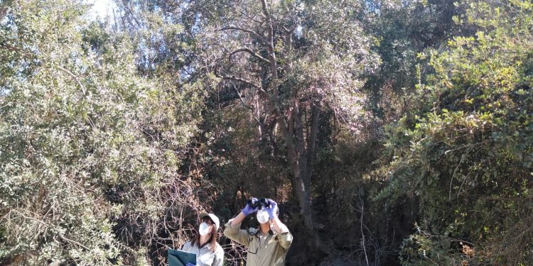 Conaf reabrió los sectores Granizo y Cajón Grande del Parque La Campana en Olmué