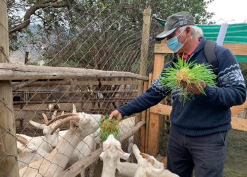 Comenzó producción de forraje hidropónico en comunidad de Roco en La Ligua