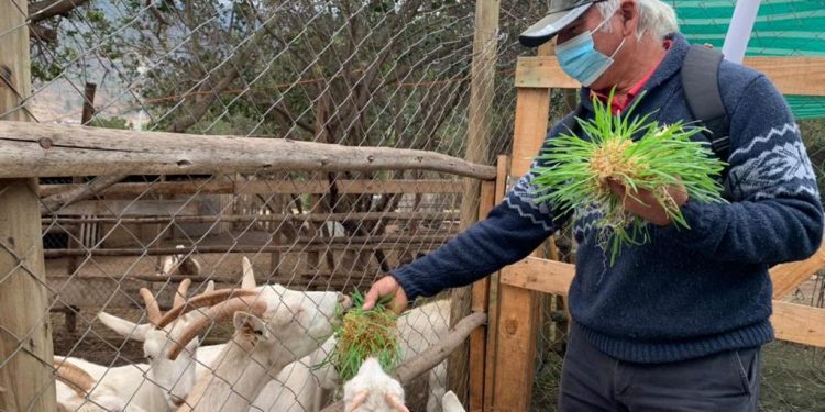 Comenzó producción de forraje hidropónico en comunidad de Roco en La Ligua