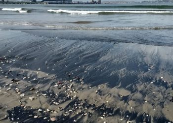 Varamiento de carbón: estudio de la Armada relaciona el fenómeno a empresa AES-Gener