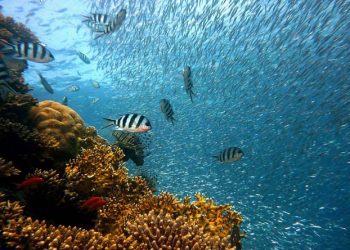 Columna de opinión / Por un océano saludable