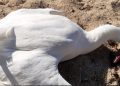 Tras nuevo hallazgo de cisnes muertos en Santuario de El Tabo piden soterrar cables
