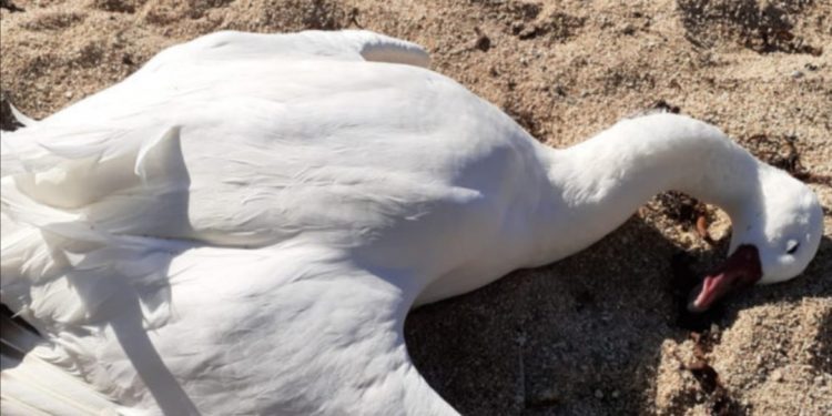 Tras nuevo hallazgo de cisnes muertos en Santuario de El Tabo piden soterrar cables