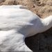 Tras nuevo hallazgo de cisnes muertos en Santuario de El Tabo piden soterrar cables