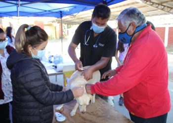 Municipio de Llay Llay realizará mil esterilizaciones de mascotas durante el segundo semestre de este 2021