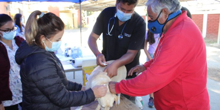 Municipio de Llay Llay realizará mil esterilizaciones de mascotas durante el segundo semestre de este 2021