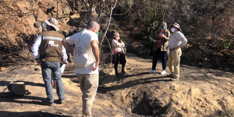 Vecinos y autoridades inician trabajo conjunto para reforestar zona afectada por incendio en Quilpué