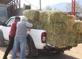 Pasto Popular: Municipalidad retoma venta de fardos a precios justos para crianceros de La Ligua